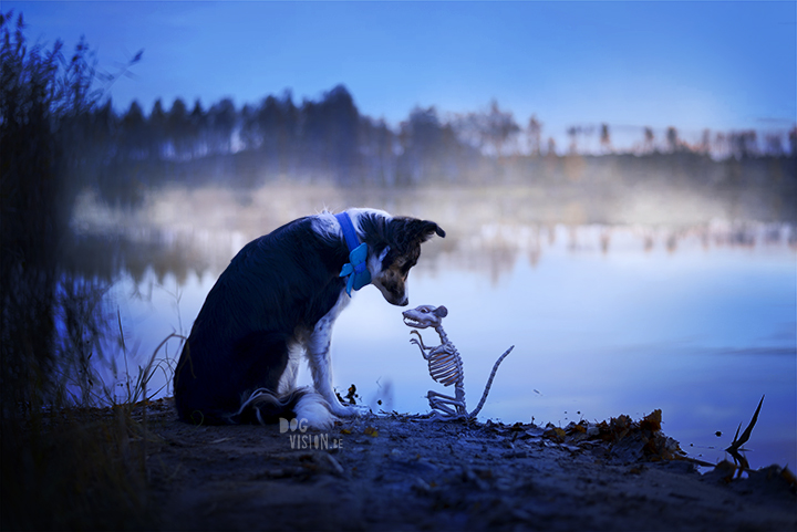 Halloween dog 2017 | dog photography | Border Collie | www.DOGvision.eu