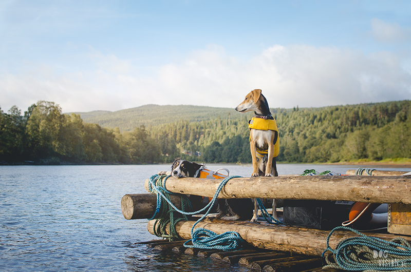  Tweedaagse vlottentocht met honden in Värmland (Zweden), hondenfotografie, hondenfotograaf, avontuur en kamperen met honden, www.DOGvision.be