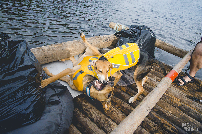 DOGvision Two days on a timber raft with dogs, Värmland, Sweden, dog