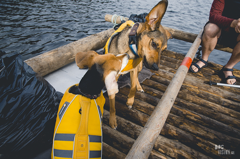  Tweedaagse vlottentocht met honden in Värmland (Zweden), hondenfotografie, hondenfotograaf, avontuur en kamperen met honden, www.DOGvision.be