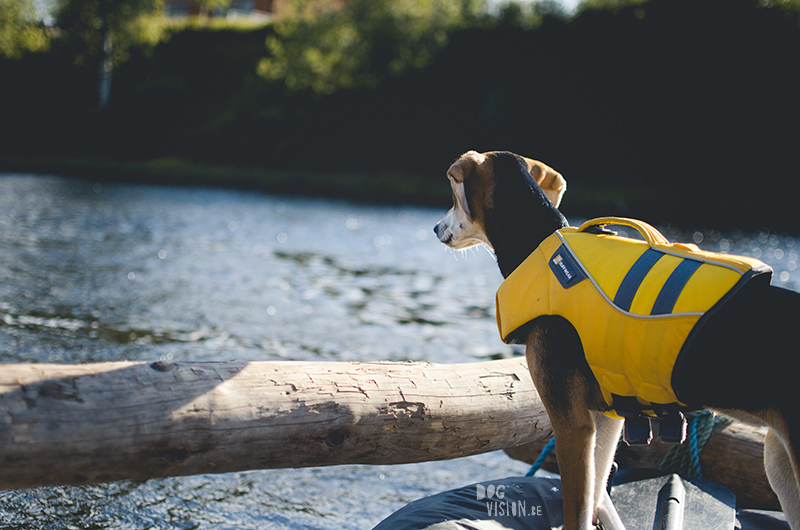  Tweedaagse vlottentocht met honden in Värmland (Zweden), hondenfotografie, hondenfotograaf, avontuur en kamperen met honden, www.DOGvision.be