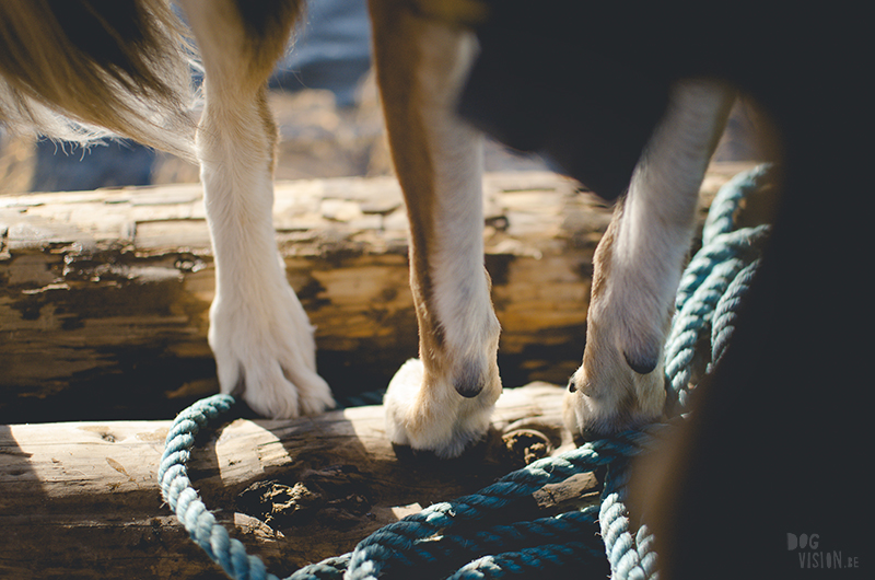  Tweedaagse vlottentocht met honden in Värmland (Zweden), hondenfotografie, hondenfotograaf, avontuur en kamperen met honden, www.DOGvision.be