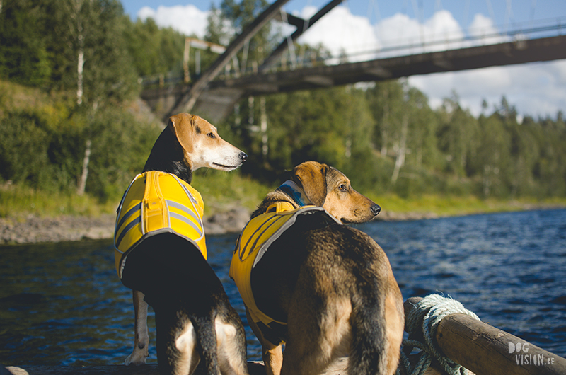  Tweedaagse vlottentocht met honden in Värmland (Zweden), hondenfotografie, hondenfotograaf, avontuur en kamperen met honden, www.DOGvision.be