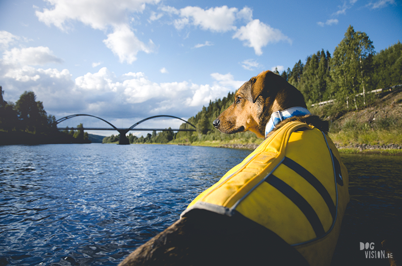  Tweedaagse vlottentocht met honden in Värmland (Zweden), hondenfotografie, hondenfotograaf, avontuur en kamperen met honden, www.DOGvision.be