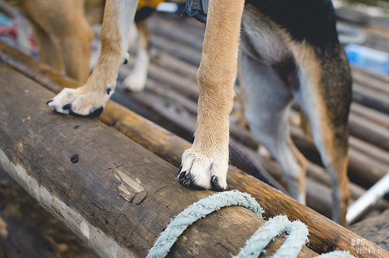  Tweedaagse vlottentocht met honden in Värmland (Zweden), hondenfotografie, hondenfotograaf, avontuur en kamperen met honden, www.DOGvision.be