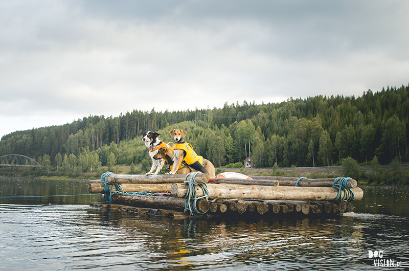  Tweedaagse vlottentocht met honden in Värmland (Zweden), hondenfotografie, hondenfotograaf, avontuur en kamperen met honden, www.DOGvision.be