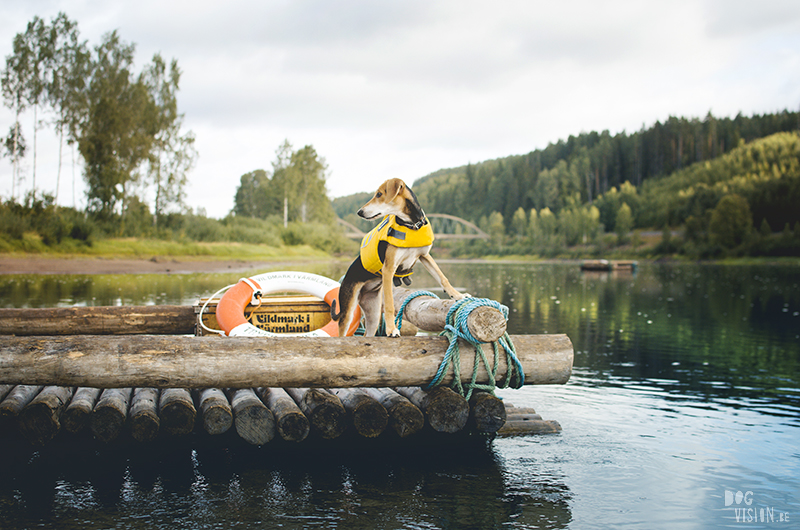  Tweedaagse vlottentocht met honden in Värmland (Zweden), hondenfotografie, hondenfotograaf, avontuur en kamperen met honden, www.DOGvision.be
