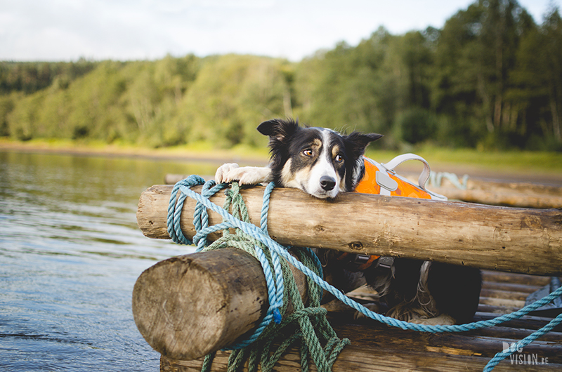  Tweedaagse vlottentocht met honden in Värmland (Zweden), hondenfotografie, hondenfotograaf, avontuur en kamperen met honden, www.DOGvision.be