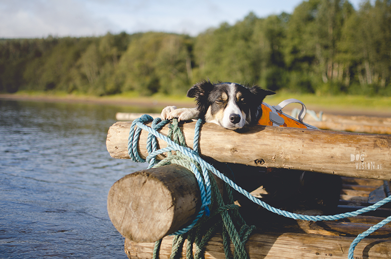  Tweedaagse vlottentocht met honden in Värmland (Zweden), hondenfotografie, hondenfotograaf, avontuur en kamperen met honden, www.DOGvision.be