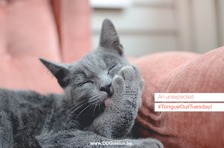 #TongueOutTuesday (37)| an unexpected cat story | www.DOGvision.be