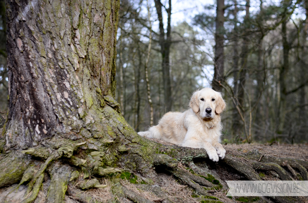 Muddy dog walk | www.DOGvision.be | dog photography