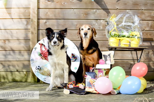 Doggy birthday party  | www.DOGvision.be