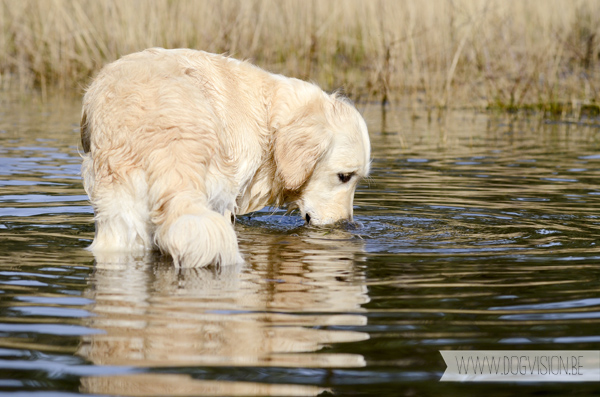 www.DOGvision.be | dog walk