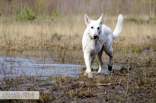 www.DOGvision.be | dog walk