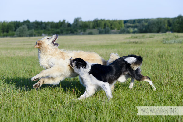 DOGvision.be | Dog Photography