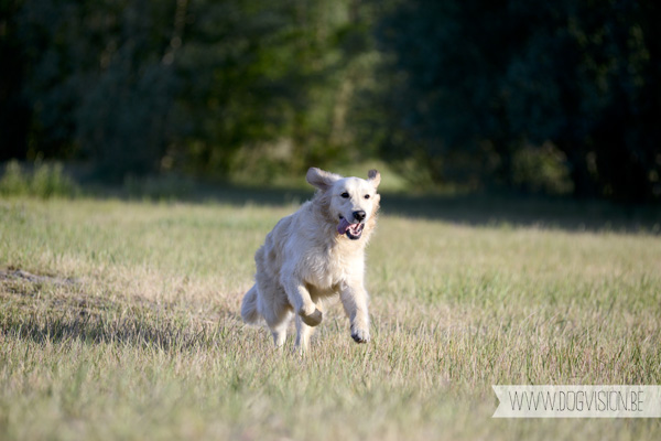 DOGvision.be | Dog Photography