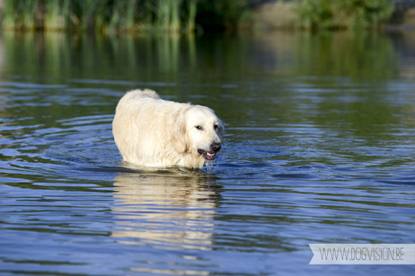 DOGvision.be | Dog Photography