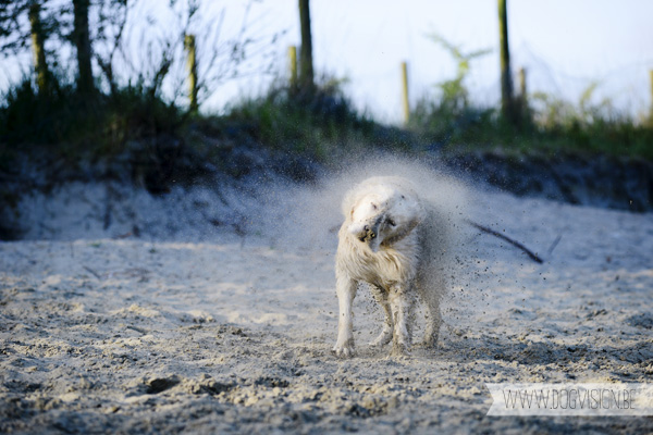 DOGvision.be | Dog Photography