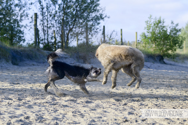 DOGvision.be | Dog Photography