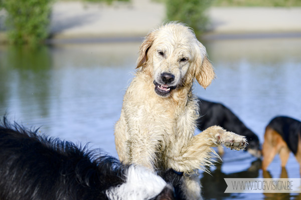 DOGvision.be | Dog Photography