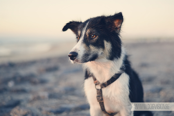 Domburg, Nederland | hondenfotografie | www.DOGvision.be