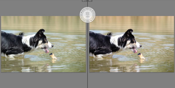 Dog photography tricks | www.DOGvision.be
