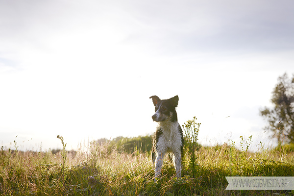 DIY | Silhouet fotograferen | hondenfotografie | www.DOGvision.be