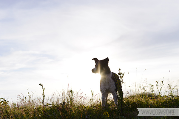 DIY | Silhouet fotograferen | hondenfotografie | www.DOGvision.be