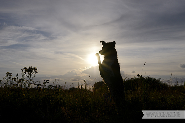 DIY | Silhouet fotograferen | hondenfotografie | www.DOGvision.be