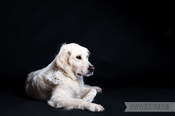 12okt | Eclips | Golden retriever | www.DOGvision.be