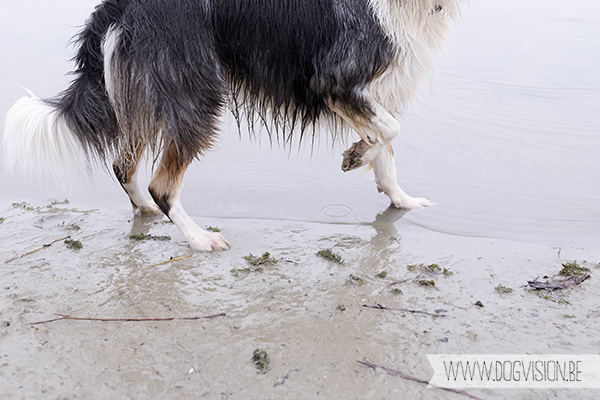 30/10/2014 | Linkeroever | Moby | Bordercollie