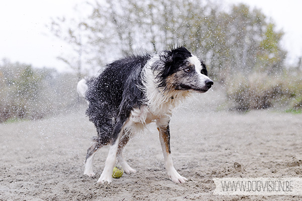 30/10/2014 | Linkeroever | Moby | Bordercollie