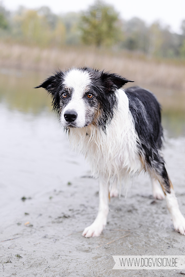 30/10/2014 | Linkeroever | Moby | Bordercollie