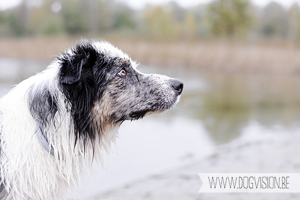 30/10/2014 | Linkeroever | Moby | Bordercollie