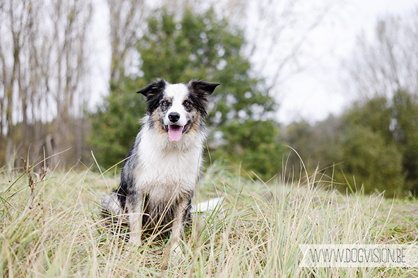 30/10/2014 | Linkeroever | Moby | Bordercollie