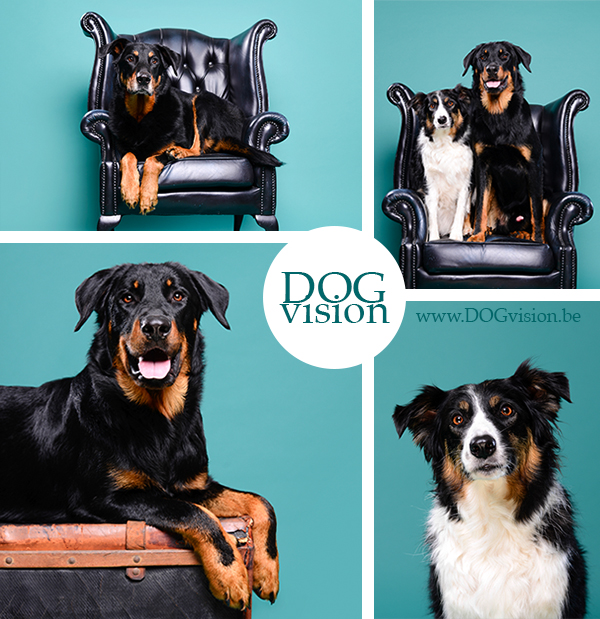 Dito, Joy & Izzy | www.DOGvision.be | hondenfotografie | Beauceron & Border Collie