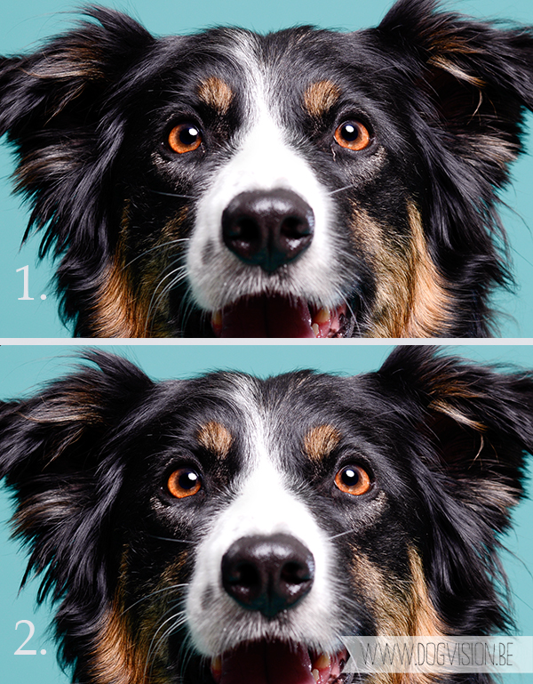 Dito, Joy & Izzy | www.DOGvision.be | hondenfotografie | Beauceron & Border Collie