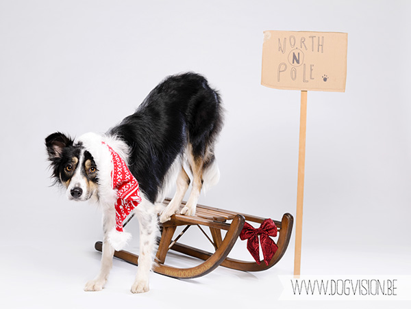 Christmas Border Collie | www.DOGvision.be | dog Photography