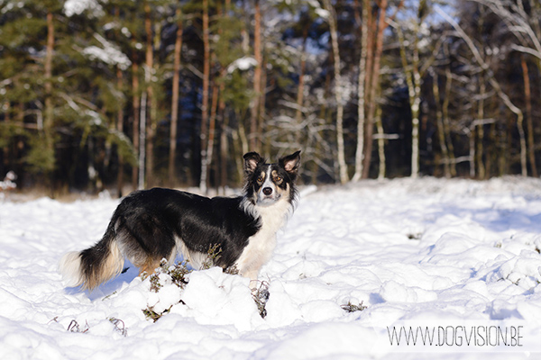 Sneeuw | www.DOGvision.be | hondenfotografie