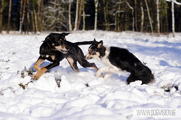 Sneeuw | www.DOGvision.be | hondenfotografie
