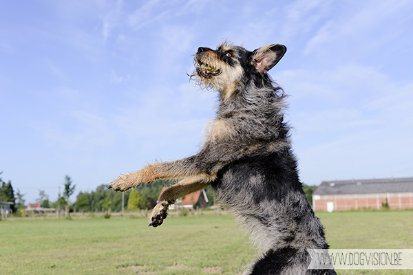 www.DOGvision.be | dog photography | Belgium | Hondenfotografie