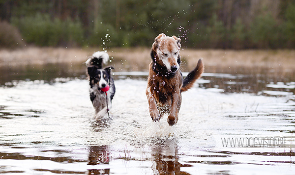 DOGvision | dog photography | Belgium | dogwalk