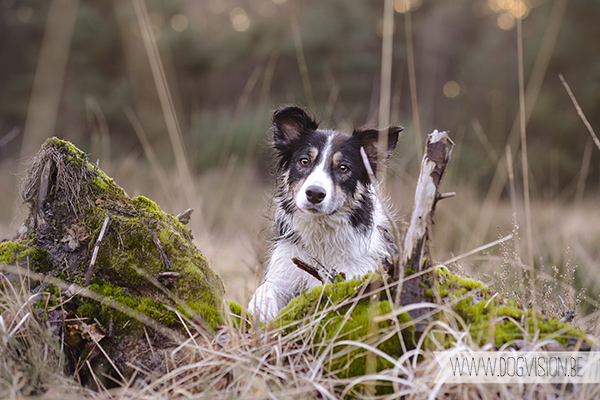 DOGvision | dog photography | Belgium | dogwalk