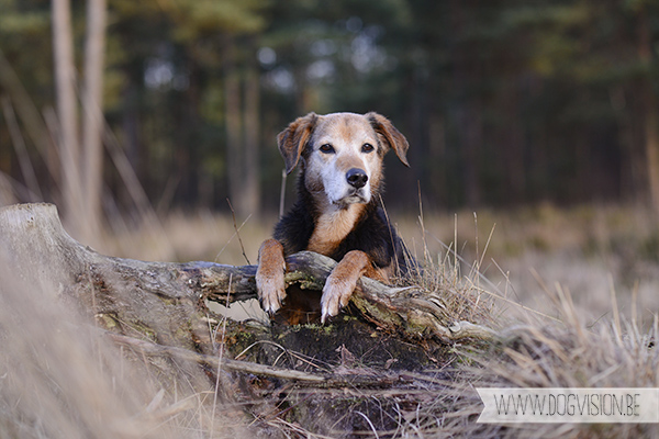 DOGvision | dog photography | Belgium | dogwalk