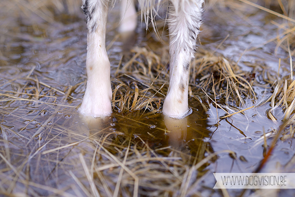 DOGvision | dog photography | Belgium | dogwalk