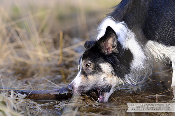 DOGvision | dog photography | Belgium | dogwalk