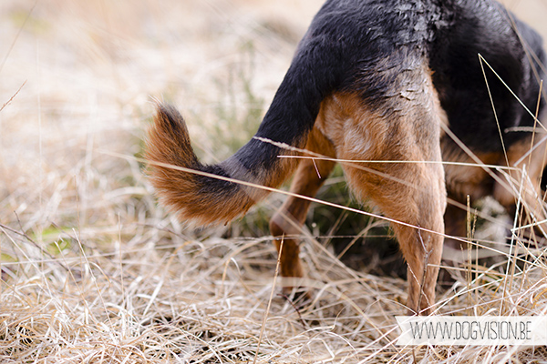 DOGvision | dog photography | Belgium | dogwalk