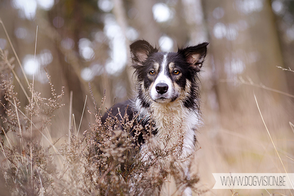 DOGvision | dog photography | Belgium | dogwalk