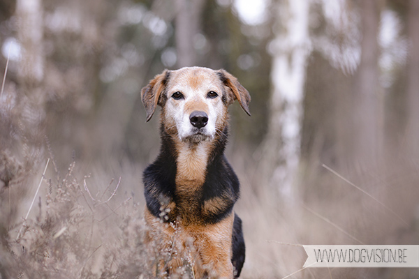 DOGvision | dog photography | Belgium | dogwalk