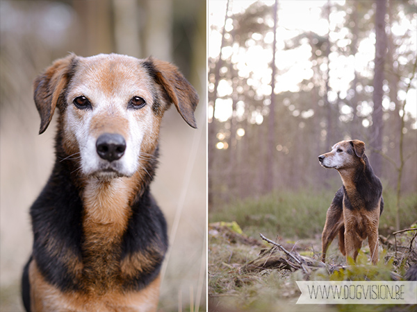 DOGvision | dog photography | Belgium | dogwalk